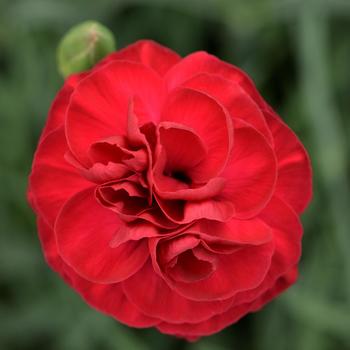 Dianthus - Scent First® 'Passion'