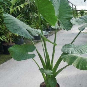 Alocasia macrorrhiza - 'Borneo Giant' Elephant's Ear