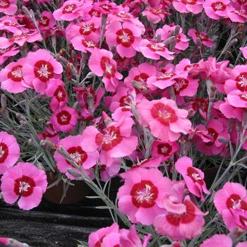Dianthus (Pinks) - Star Single™ 'Peppermint Star'