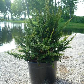 Chamaecyparis obtusa - 'Filicoides' Hinoki Cypress