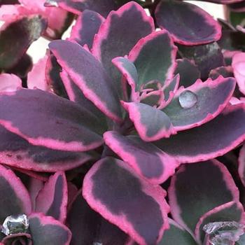 Sedum (Stonecrop) - Sunsparkler® 'Dream Dazzler'