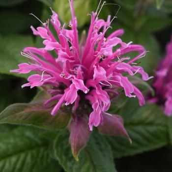 Monarda didyma (Bee Balm) - BeeMine™ 'Pink'