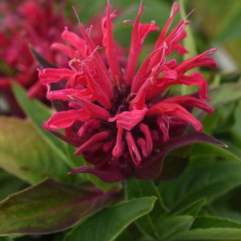 Monarda didyma (Bee Balm) - BeeMine™ 'Red'