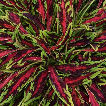 Coleus scutellarioides - MicroBlaze™ 'Spitfire'