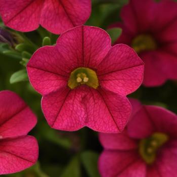Calibrachoa (Million Bells) - Conga™ Cherry