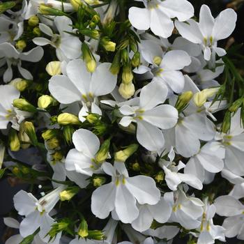 Lobelia erinus - Magadi™ 'Compact White Improved'