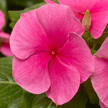 Catharanthus roseus (Annual Vinca; Periwinkle) - Cora® XDR Deep Strawberry