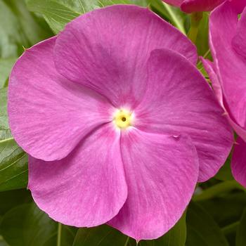 Catharanthus roseus (Annual Vinca; Periwinkle) - Cora® XDR Orchid