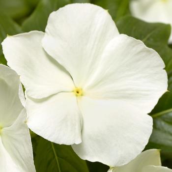 Catharanthus roseus (Annual Vinca; Periwinkle) - Cora® XDR White