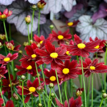 Coreopsis (Tickseed) - L'il Bang™ 'Red Elf'