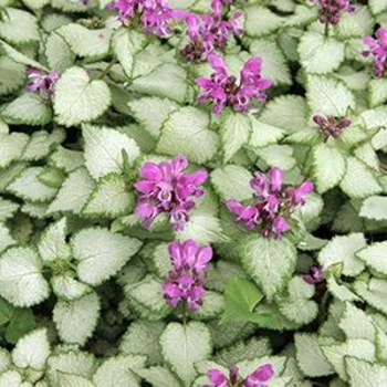 Lamium maculatum - 'Beacon Silver' Spotted Deadnettle