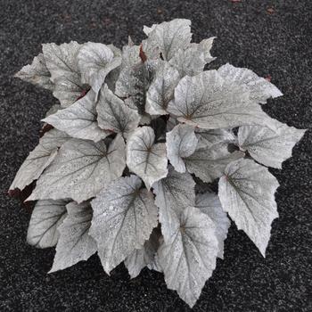 Begonia rex-cultorum (Rex Begonia) - Shadow King® 'Cool White'