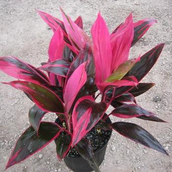 Cordyline fruticosa - 'Red Sister' Ti Plant