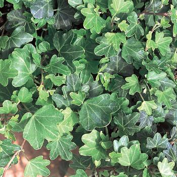 Hedera helix - 'Duckfoot' Ivy
