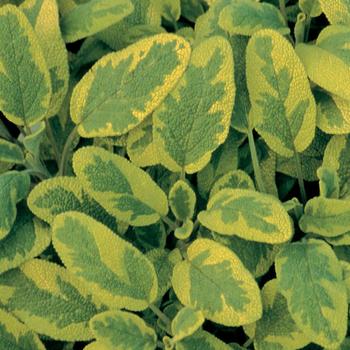 Salvia officinalis - 'Icterina' Golden Leaf Sage