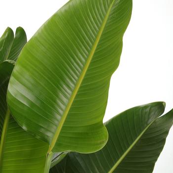 Strelitzia nicolai - 'White Dove' Bird of Paradise