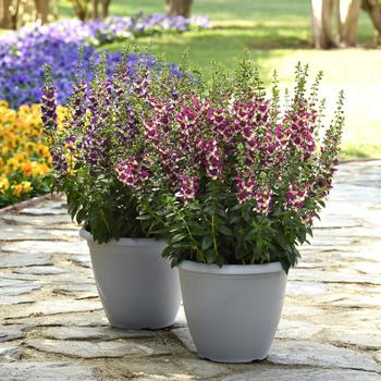 Angelonia angustifolia (Summer Snapdragon) - AngelDance™ Fuchsia bicolor