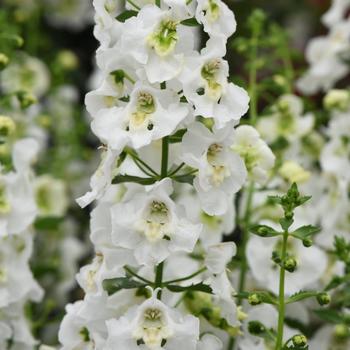 Angelonia angustifolia - Archangel™ White