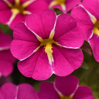 Calibrachoa (Mini Petunia) - Cabaret® 'Pink Star Improved'