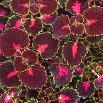 coleus scutellarioides - TrailBlazer™ 'Road Trip'
