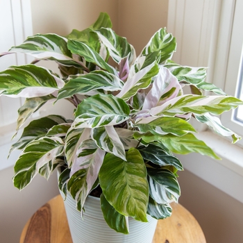 Calathea lietzei - 'White Fusion'