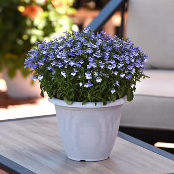 Lobelia erinus (Trailing Lobelia) - Magadi™ 'Compact Blue Bay'