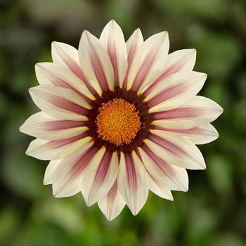 Gazania rigens - Kiss™ 'White Flame'