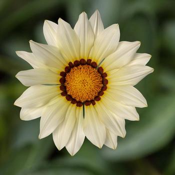 Gazania rigens - Kiss™ 'White Improved'