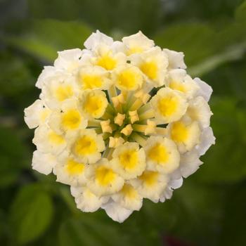 Lantana camara - Bandolista™ 'Coconut'