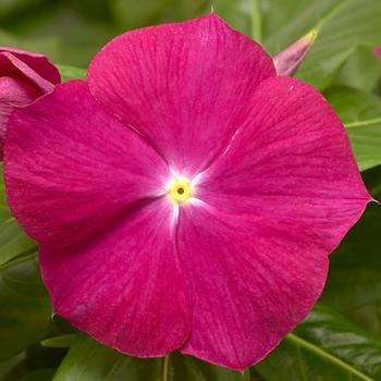 Catharanthus roseus (Vinca) - Cora® XDR Cranberry