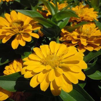 Zinnia elegans - Zesty™ 'Yellow'