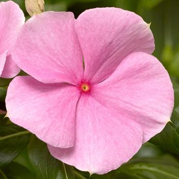 Catharanthus roseus (Vinca) - Cora® XDR Light Pink