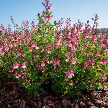Salvia x jamensis - VIBE® 'Ignition Sunrise'
