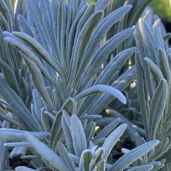 Lavandula x intermedia - Lavender