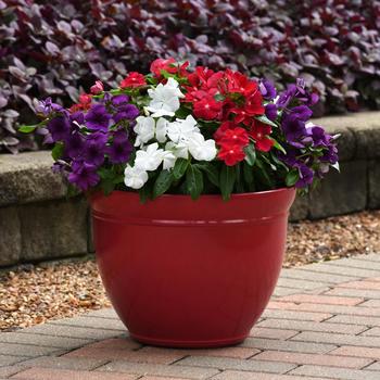 Catharanthus roseus (Vinca, Madagascar Periwinkle) - Tattoo™ 'American Pie Mix'