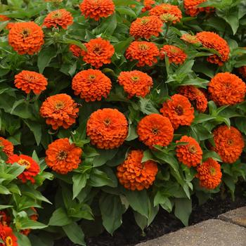 Zinnia elegans - Zesty™ Orange