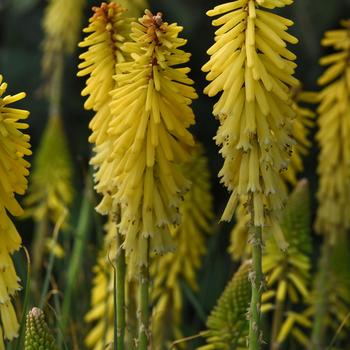 Kniphofia uvaria - 'Glowstick' Red Hot Poker