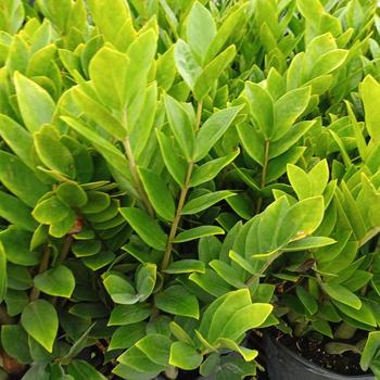 Zamioculcas zamiifolia - ZZ Plant