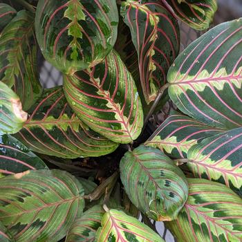 Maranta leuconeura - Prayer Plant