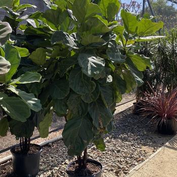 Ficus lyrata - Fiddle Leaf Fig