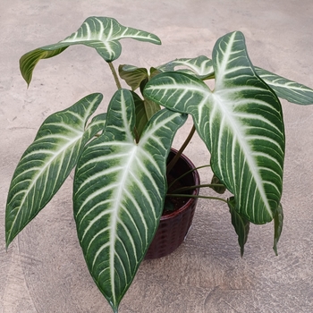Xanthosoma lindenii - 'Magnificum'