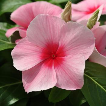 Catharanthus roseus (Annual Vinca; Periwinkle) - Mediterranean XP 'Strawberry'