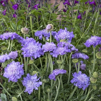 Scabiosa columbaria (Pincushion Flower) - Giga™ 'Blue'