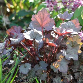 Heuchera - 'Stainless Steel' Coral Bells