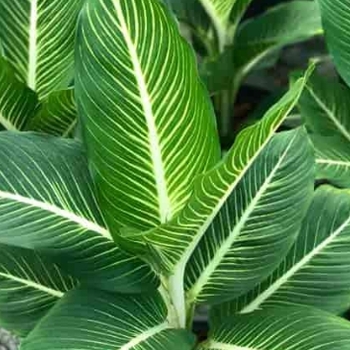 Dieffenbachia seguine - 'Sterling'