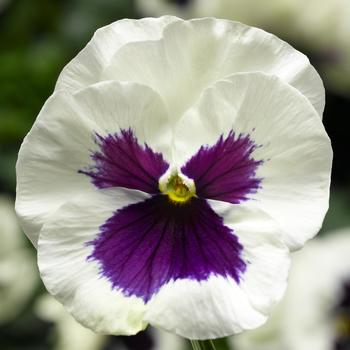 Viola x wittrockiana (Pansy) - Delta™ Pro White with Blotch