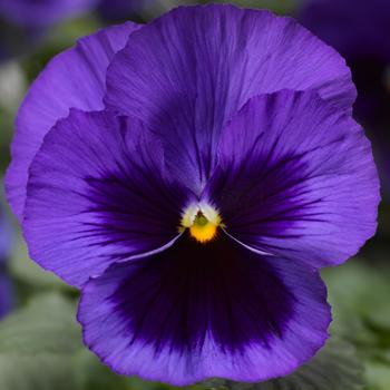 Viola x wittrockiana (Pansy) - Delta™ Pro Deep Blue with Blotch