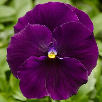 Viola x wittrockiana (Pansy) - Delta™ Pro Clear Violet