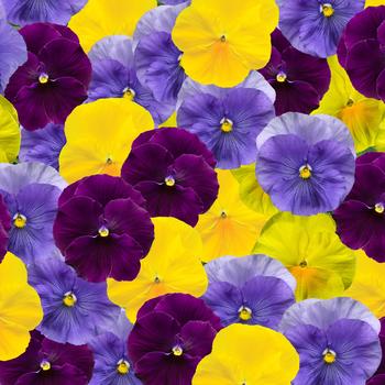 Viola x wittrockiana (Pansy) - Delta™ Pro Tricolor Mix
