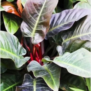 Philodendron - 'Imperial Red'
